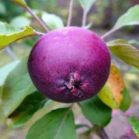 Tickled Pink Apple Trees (Malus domestica Tickled Pink) 1